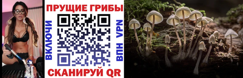 Галлюциногенные грибы Psilocybine cubensis  Отрадное 